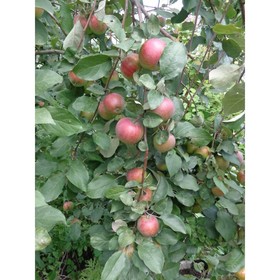 

Яблоня штамбовая "Первоуральское" ОКС, (семенной подвой), 1 шт, Весна 22