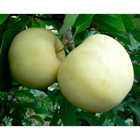 

Яблоня штамбовая "Белый налив" ОКС, (клоновый подвой), 1 шт, Весна 22