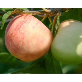 

Яблоня штамбовая "Сладкая нега" ОКС, (клоновый подвой), 1 шт, Весна 22