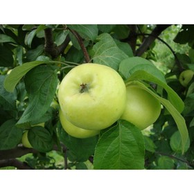 

Яблоня штамбовая "Антоновка" ОКС, (клоновый подвой), 1 шт, Весна 22