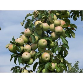 

Яблоня штамбовая "Кутузовец" ОКС, (клоновый подвой), 1 шт, Весна 22