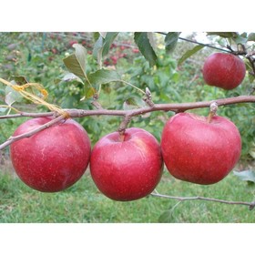 

Яблоня штамбовая "Рубиновые дуки" ОКС, (клоновый подвой), 1 шт, Весна 22