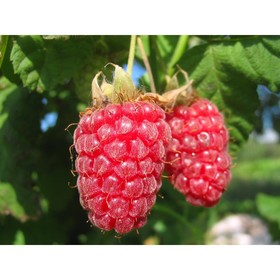 

Малина "Геракл (Геркулес)" ОКС, (открытый корень), 1 шт, Весна 22