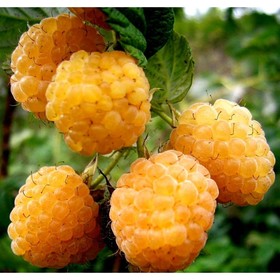 

Малина "Золотые купола" ОКС, (открытый корень), 1 шт, Весна 22