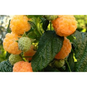 

Малина "Алтайская десертная" ОКС, (открытый корень), 1 шт, Весна 22