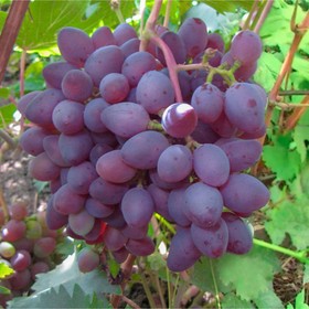 

Виноград "Ася" ОКС, (открытый корень), 1 шт, Весна 22