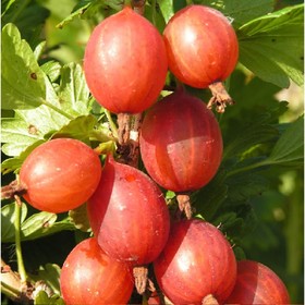 

Крыжовник "Машека" Р9, (горшок квадратный 9см), 1 шт, Весна 22