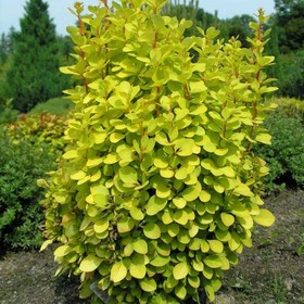 

Барбарис "Мария" Р9, (горшок квадратный 9см), 1 шт, Весна 22