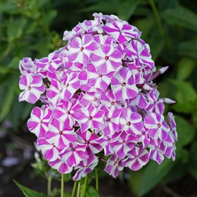 

Флоксы "Мишенька" Р9, (горшок квадратный 9см), 1 шт, Весна 22