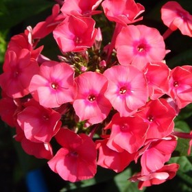 

Флоксы "Тенор" Р9, (горшок квадратный 9см), 1 шт, Весна 22