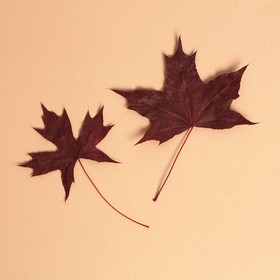 Сухие листья, набор 2 шт., размер 1 шт: 5 × 7 см Ош