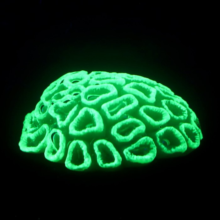 

Декор для аквариума коралл Faviidae, 5 х 2,5 см, силиконовый, зелёный
