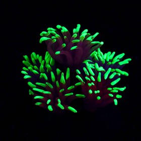 

Декор для аквариума коралл Pyrostegia Ignea силиконовый, 8 х 8 х 9 см, фиолетовый