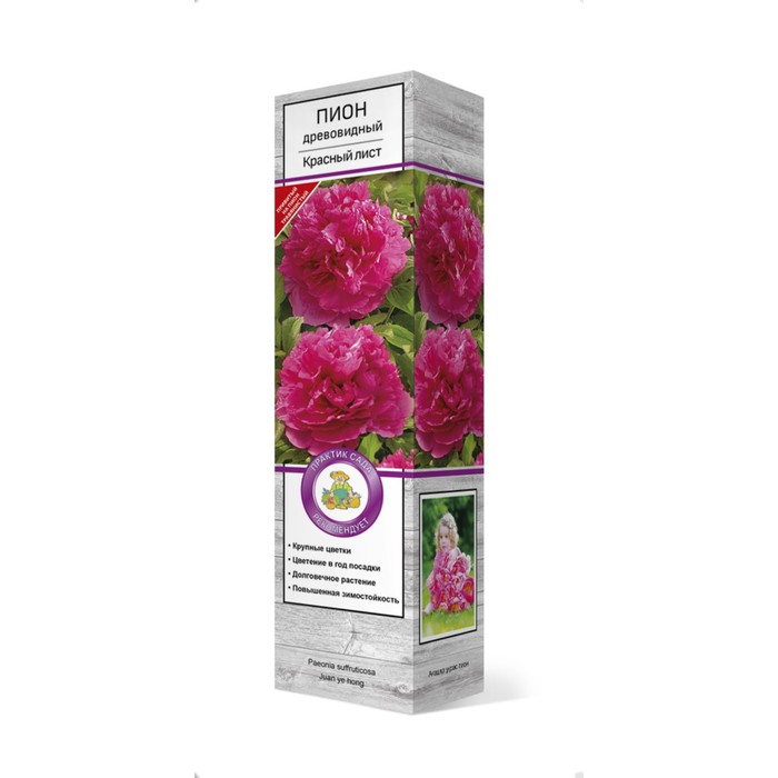 

Пион древовидный (привитый на травянистый) "Красный лист" 2 шт, туба, Весна 2024