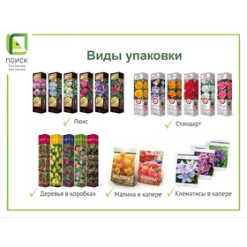 

Рябина (в коробке) "Гранатная" 1 шт, туба, Май 2022