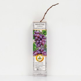 Виноград плодовый 