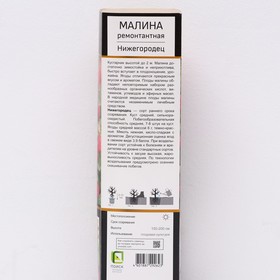

Малина ремонтантные сорта Люкс "Нижегородец" 1 шт, туба, Май 2022