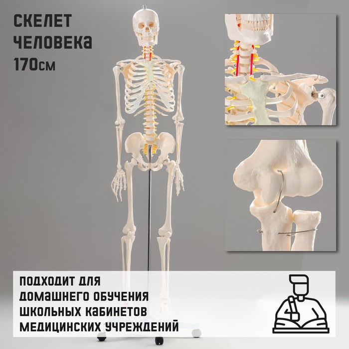 Макет Скелет человека 170см скелет и мускулы человека