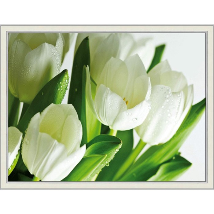Картина "Белые тюльпаны" 40/50 рама 45-А355