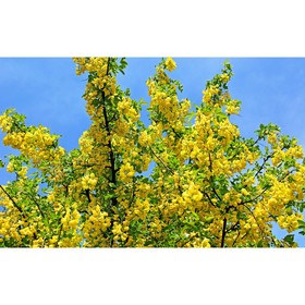 

Акация, С3 (горшок 3 л), 20-40 см высота, 1 шт