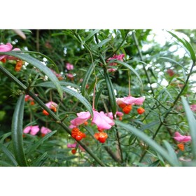 

Бересклет Коопмана, горшок р9, 20-40 см высота, 1 шт