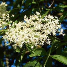 

Бузина, С5 (горшок 5 л), 40-60 см высота, 1 шт