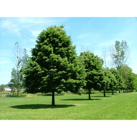 

Липа мелколистная, С3 (горшок 3 л), 20-40 см высота, 1 шт