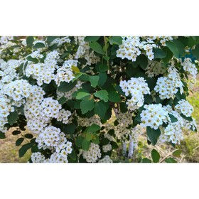 

Спирея Вангутта, С3 (горшок 3 л), 60-80 см высота, 1 шт