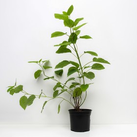 

Гортензия древовидная Хилл'с оф Сноу, С3 горшок, Н10-50 высота, 1 шт, Осень 2022