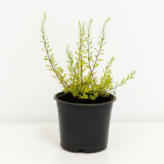 

Спирея Аргута, С2 горшок, Н10-50 высота, 1 шт, Осень 2023