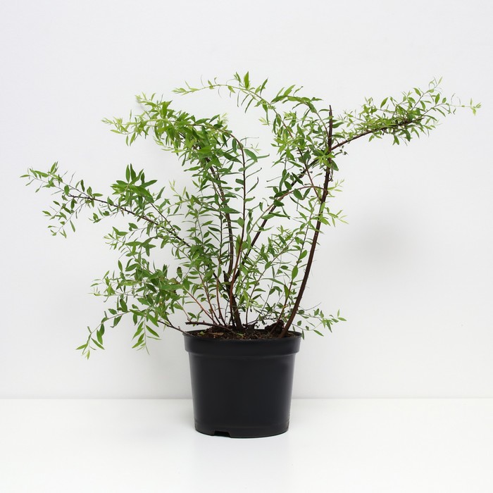 

Спирея серая Грефшейм, С2 горшок, Н10-50 высота, 1 шт, Осень 2023