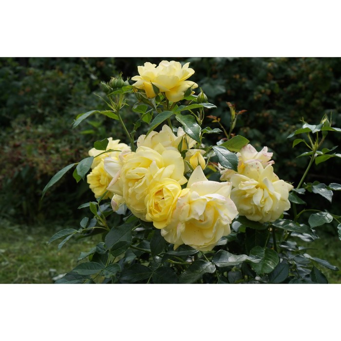 

Роза парковая Лихткёниген Лючия, C3,5 горшок, Н25-45 высота, 1 шт, Лето 2024