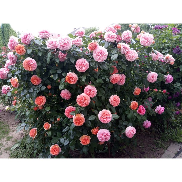 Роза парковая Чиппендейл, C3,5 горшок, Н25-45 высота, 1 шт, Лето 2024 роза кустарниковая чиппендейл 1 шт