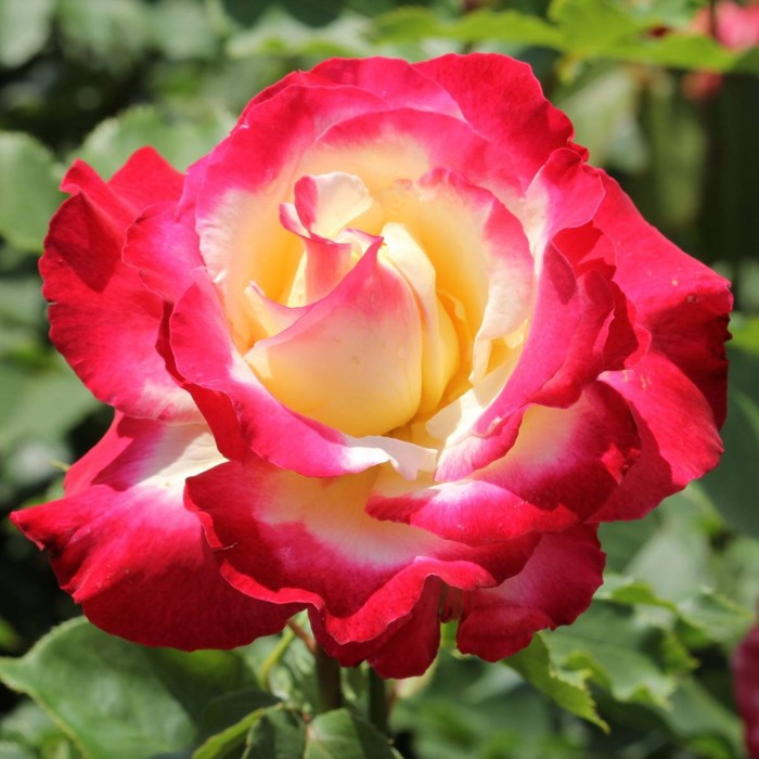 роза дабл делайт Роза чайно-гибридная Дабл Делайт, C3,5 горшок, Н25-45 высота, 1 шт, Лето 2024