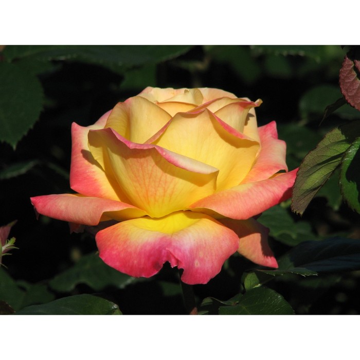 Роза Мейян чайно-гибридная Пульман Ориент Экспресс, C3,5 горшок, Н25-45 высота, 1 шт, Лето 2024 90