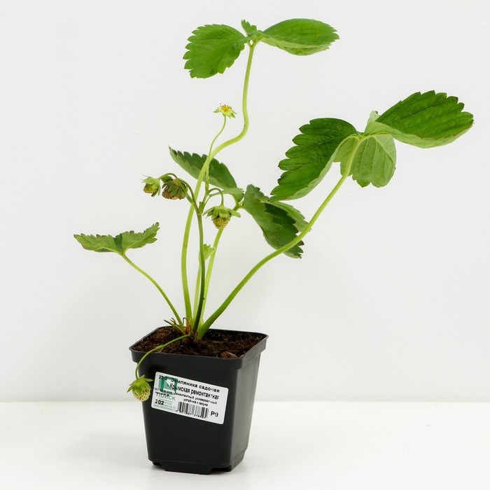 

Земляника садовая Крымская ремонтантная, P9 горшок, 1 шт, Лето 2022