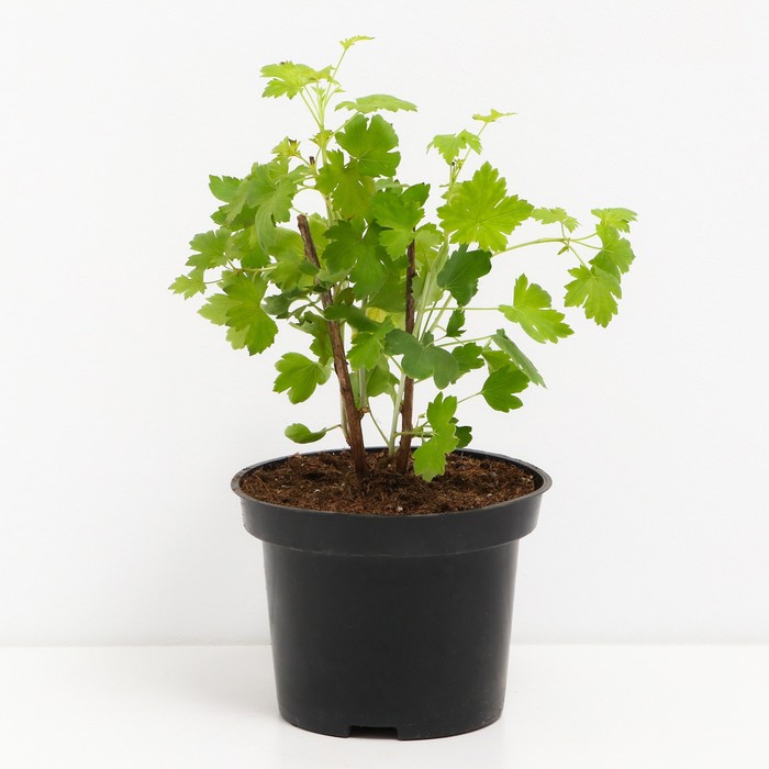 

Смородина золотистая Валентина, С2 горшок, Н20-40 высота, 1 шт, Осень 2023