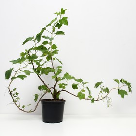 

Смородина красная Голландская розовая, С2 горшок, Н20-40 высота, 1 шт, Лето 2022