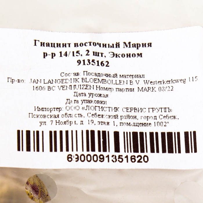 

Гиацинт восточный Мария, р-р 14/15, 2 шт, Эконом