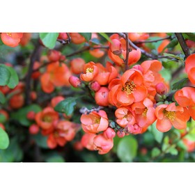 

Айва Клементина, Горшок Р9, 1 шт, Август 2022