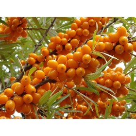 

Облепиха Джемовая, Горшок Р9, 1 шт, Август 2022