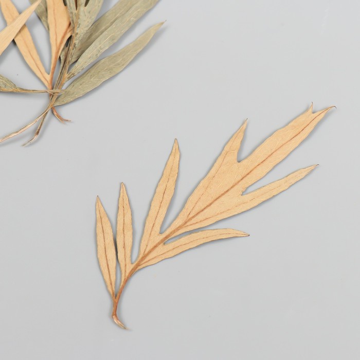 Сухоцвет Лист полыни горькой бежевый h=5-8 см заготовка для декорирования из пенопласта лист h 8 5 5см 5 шт