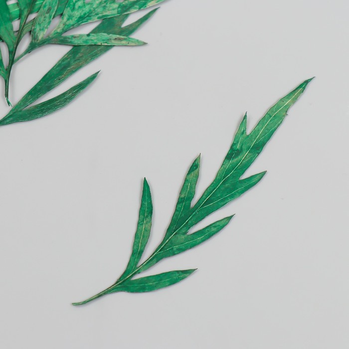 Сухоцвет Лист полыни горькой зелёный h=5-8 см заготовка для декорирования из пенопласта лист h 8 5 5см 5 шт