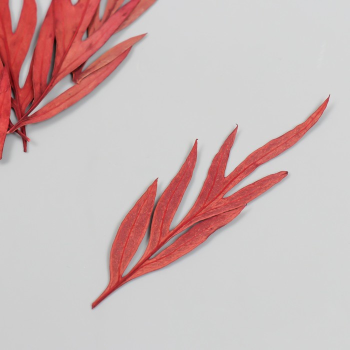 Сухоцвет Лист полыни горькой бордо h=5-8 см заготовка для декорирования из пенопласта лист h 8 5 5см 5 шт