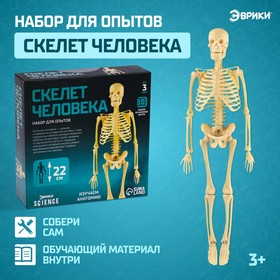 ЭВРИКИ Набор для опытов "Скелет человека"