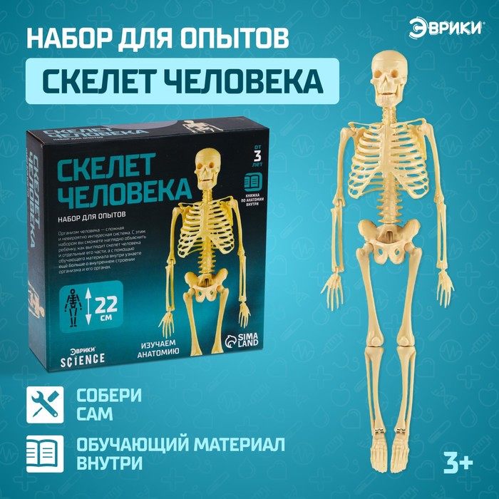 Набор для опытов «Скелет человека» скелет и мускулы человека
