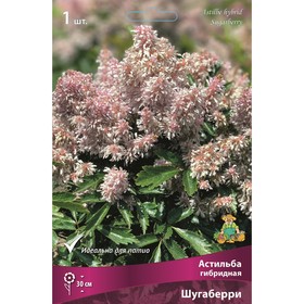 

Астильба гибридная Шугаберри, I р-р, 1 шт. 30 h(см), Осень 2022