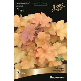 

Гейхера (Хеухера ) гибридная Карамель, I р-р, 1 шт. 25 h(см), Осень 2022