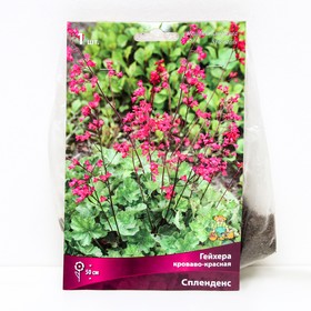

Гейхера "Поиск", кроваво-красная "Спленденс", I р-р, 1 шт. 50 h(см), Осень 2022