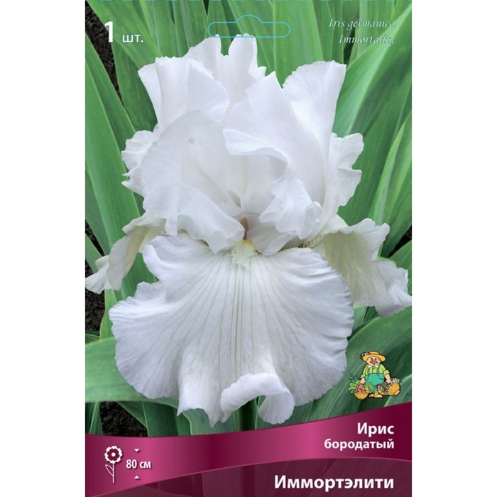 

Ирис бородатый Иммортэлити, I р-р, 1 шт. 80 h(см), Осень 2022